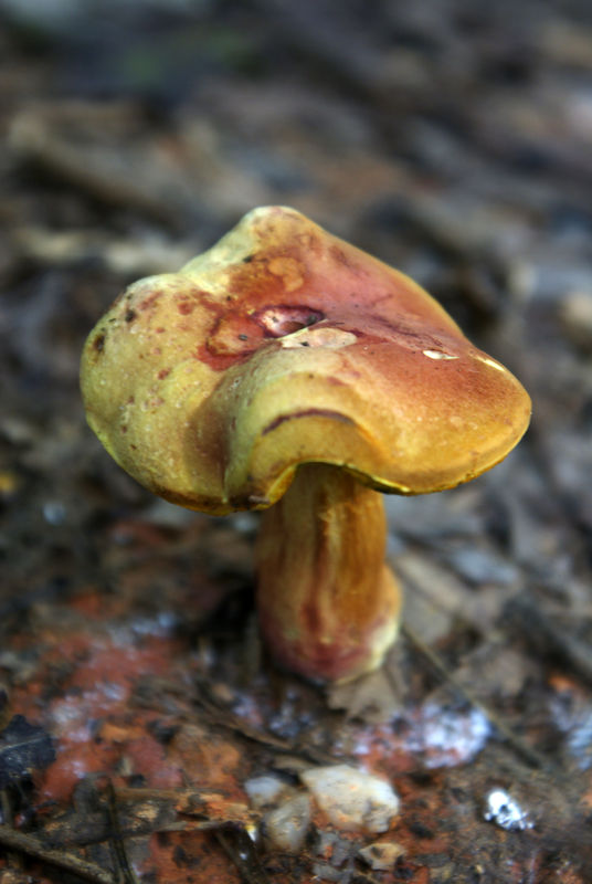 Mushroom...