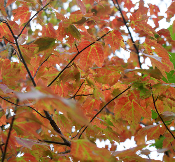 Maples starting to turn...