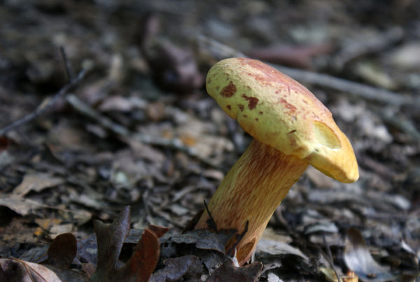 Mushroom showing red stripes on stem...