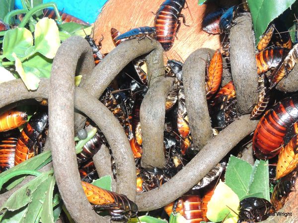 Madagascar cockroaches...