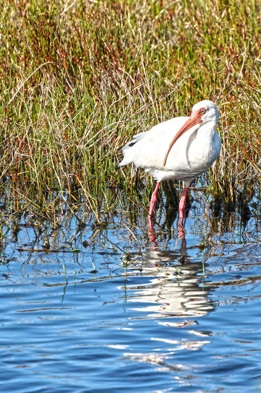 Ibis in the water...