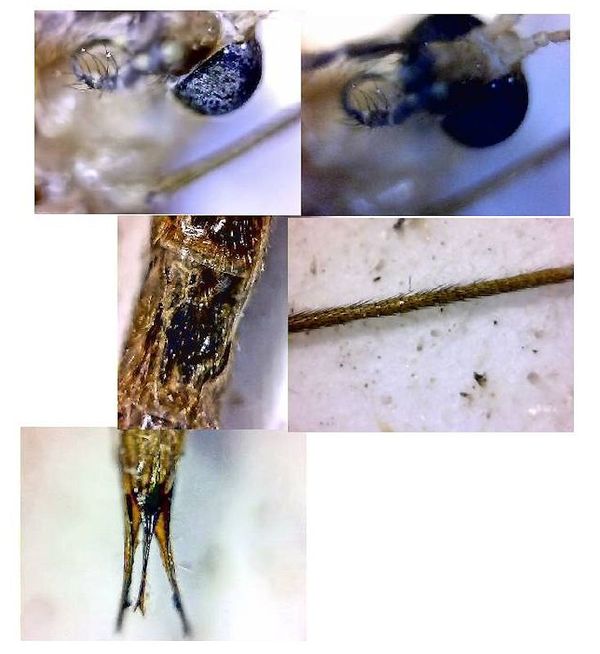 Mayfly Composite: Otoscopic Microscope View: about 75x...
