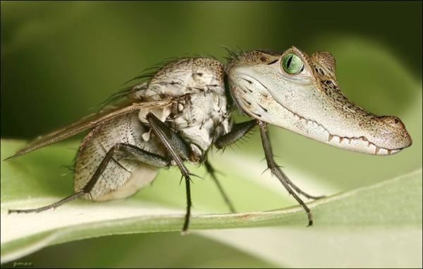 Louisiana mosquito...