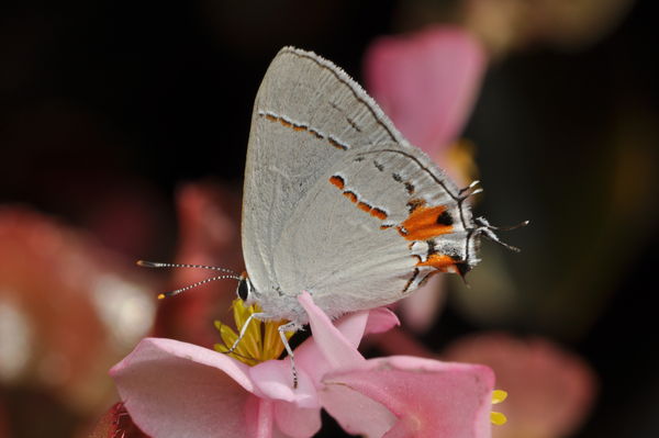 Gray Hairstreak butterfly...