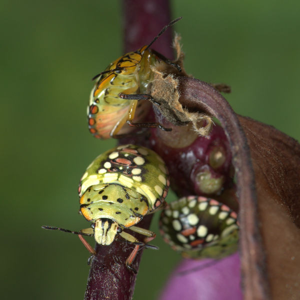 Mid-instar nymphs Southern Green Shieldbug (Nezara...