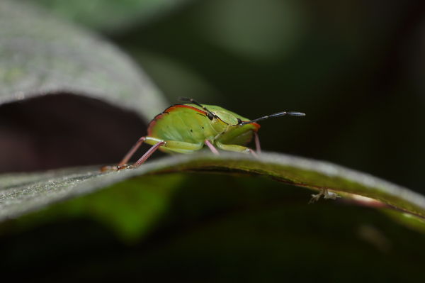 Mid-instar nymph Southern Green Shieldbug (Nezara ...