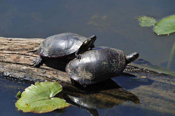 turtles at marsh...