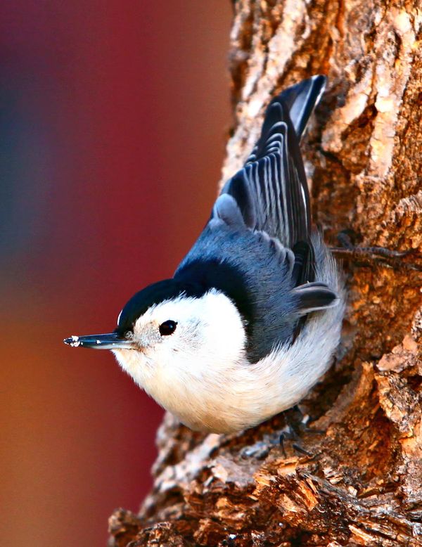 White Breasted Nuthatch......