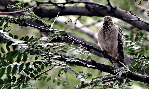 Mourning Dove......