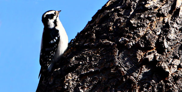 Female Downy Woodpecker......