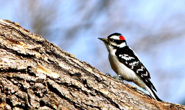 Male Downy Woodpecker......