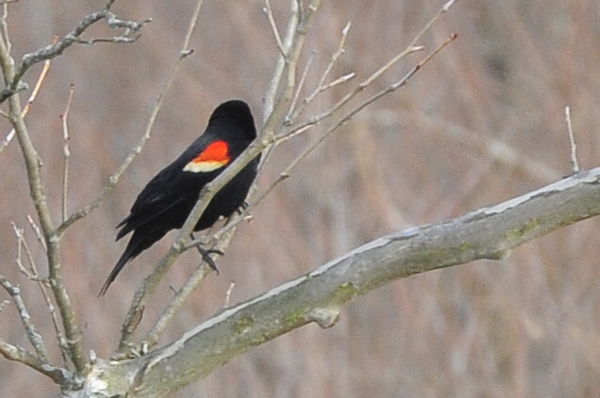 Red wing blackbird...