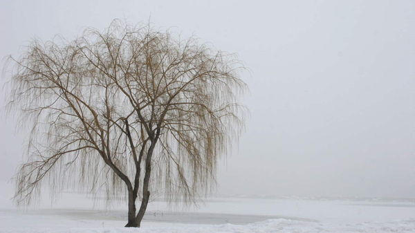 Negative Space:  A Cool Willow......