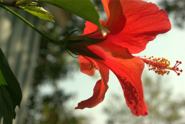 Hibiscus Flower...