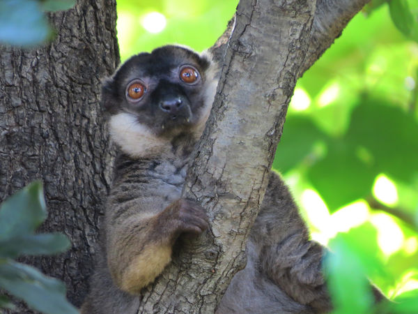 Dallas Zoo: A couple of Lemurs at the Dallas Zoo. The wife was using a ...