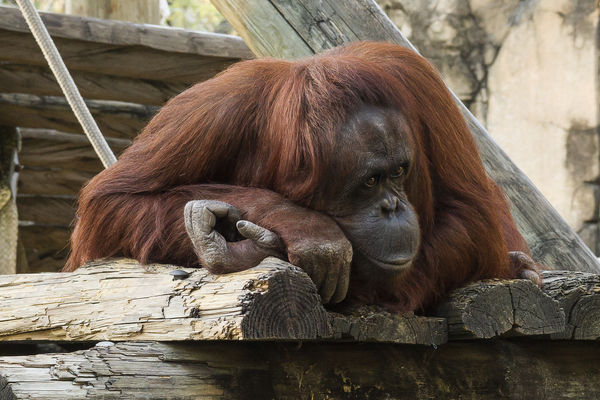 Orangutan at the Lowry Park Zoo...