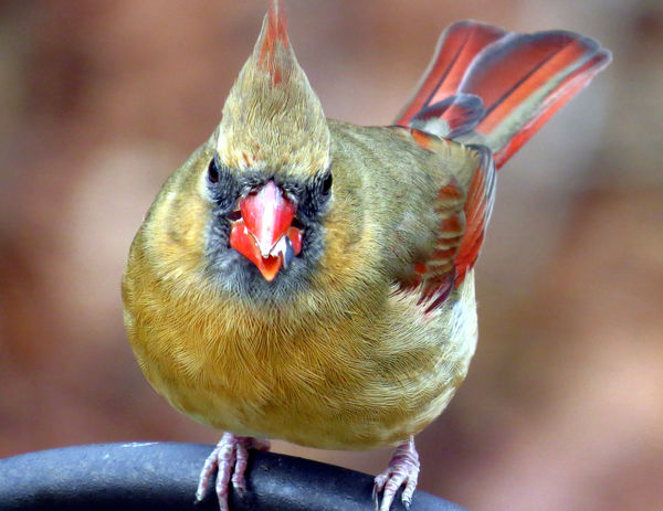 Female Cardinal...