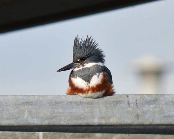 #4 Belted Kingfisher...