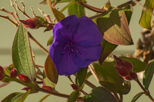 Purple Flower...