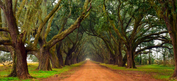 Evergreen Plantation: This is a private road on the grounds of ...