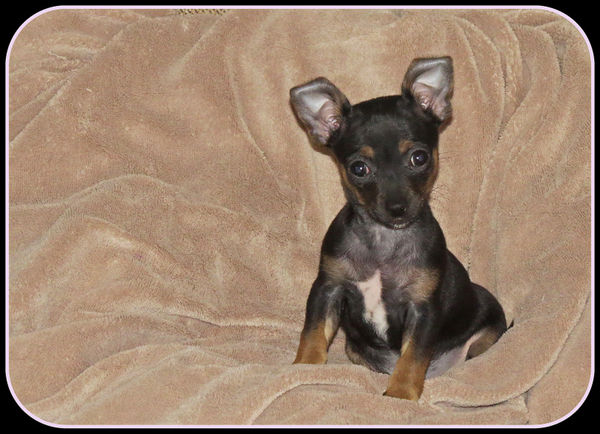 This a friend's pup, 2-pound Penelope. Ears are cu...