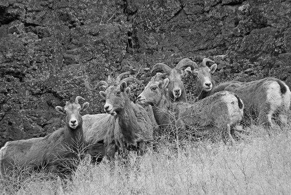 Bighorn sheep last week....