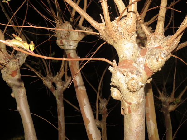 Awesome knobby trees, with flash...