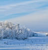 Alberta Winter Fields...