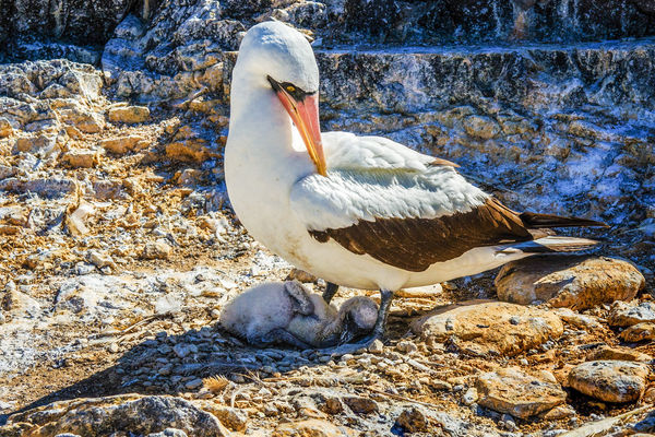 Galapagos Booby Chick Begins the Struggle...