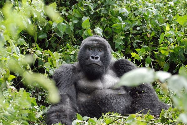 Male mountain gorilla in Rwanda...