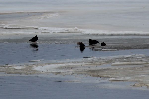 & one little group of Black Ducks...