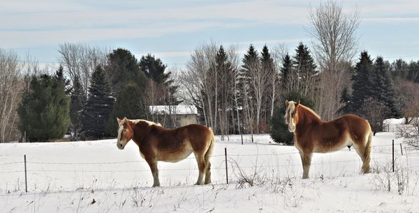 And some country horses...
