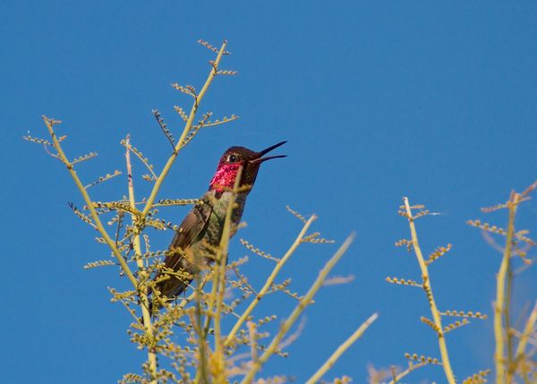 Hummingbird showing true colours...
