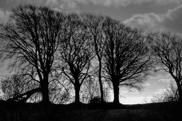 wintery-tree-silhouettes-shot-this-yesterday-saturday-while-walking