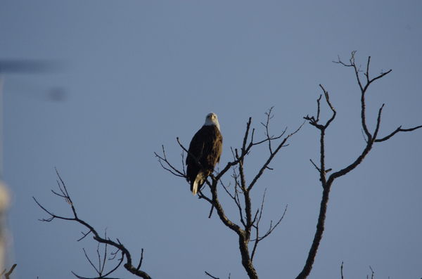 eagle in a tree...
