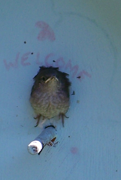 Baby Wren about to fly from one of our bird Houses...