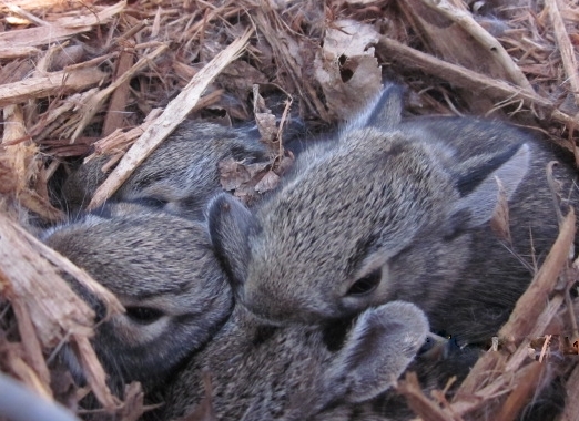 Baby bunnies in the bed.......