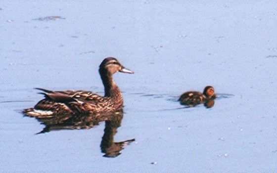 Mom following duckling...