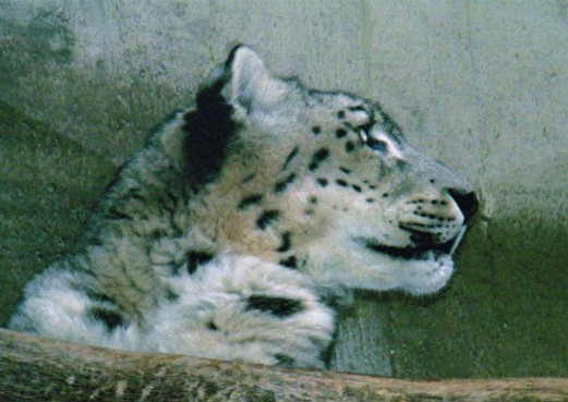 feline new life-snow leopard...
