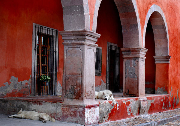 Sleeping dogs, San Miguel de Allende, Mexico...