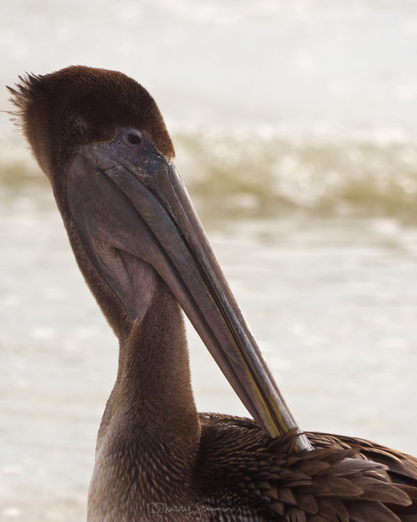 Seashore Pelican headshot...