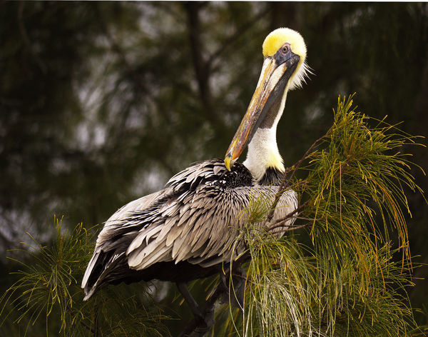Treetop Pelican...