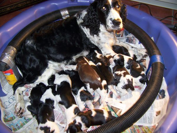 Lindy and 12 pups several years ago-all adopted to...