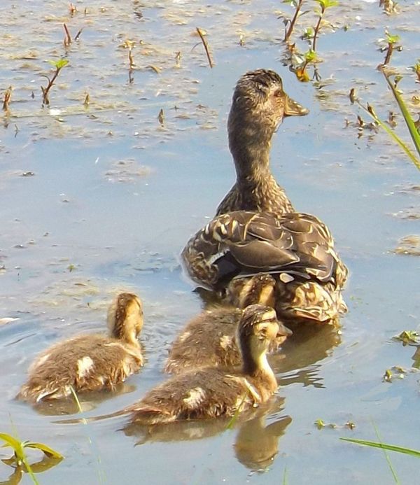 Mom duck leading the way...