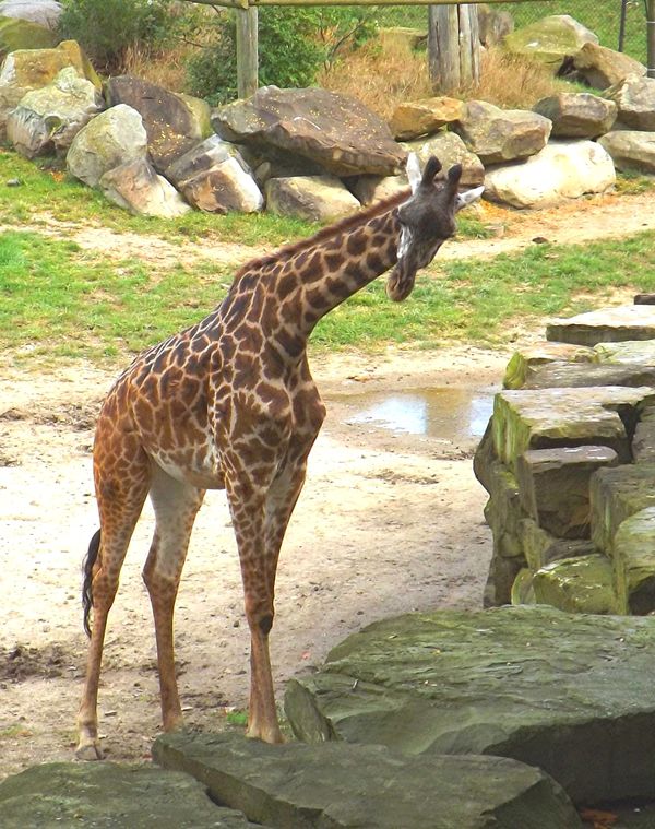 young giraffe at Cleveland zoo...