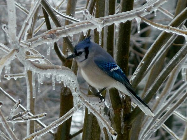 Blue Jay searching for food...