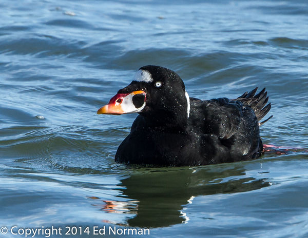 Adult male Surf Scoter...