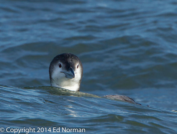Common Loon in the surf...
