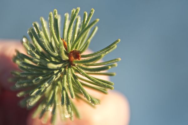 Pine tree "bud" but it will never support new life...