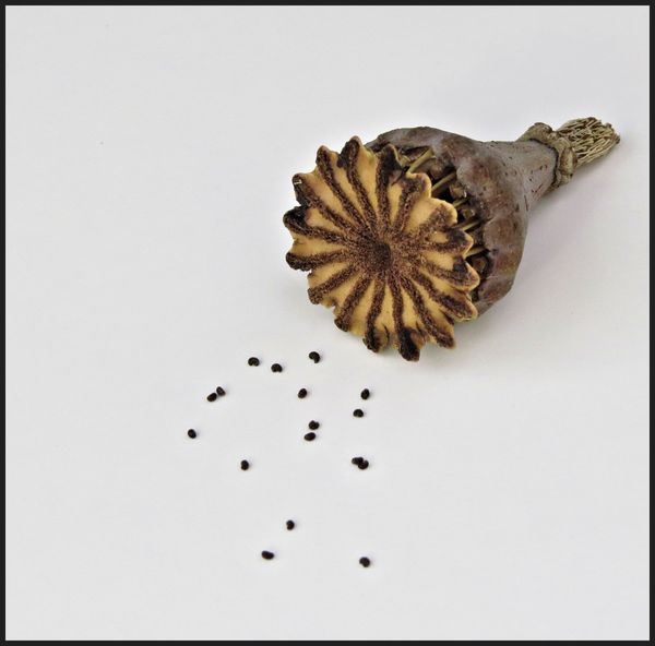 Oriental Poppy seed pod and seeds that ensure ther...